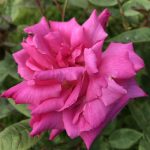 ZEPHIRINE DROUHIN
