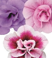 Hibrīdā kalibrahoja