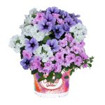 Puķu maisījums Blueberry Cake