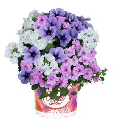 Puķu maisījums Blueberry Cake