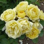 GOLDEN BORDER
