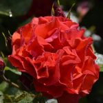 ROSE DE MONTMERAC
