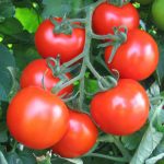 Tomāti lauka Bobcat F1