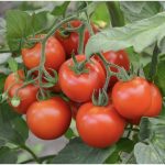 Tomāti Betalux