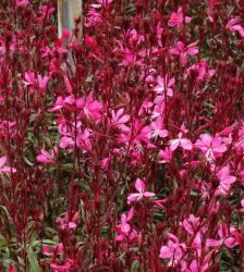 Lindheimera gaura Gambit Rose
