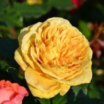 100 IDEES JARDIN (GOLDEN ZEST)