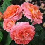 NOTRE DAME DU ROSAIRE