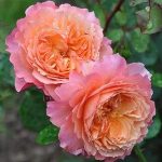 ROSE DE GERBEROY