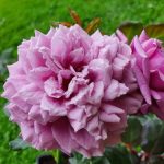 YUME MURASAKI (PURPLE DREAM)