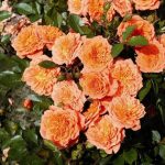 ORANGE FAIRY