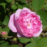 PROVENCE ROSE (CENTIFOLIA)