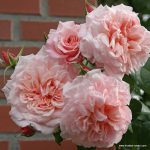 ROSE DE TOLBIAC