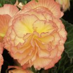 Kamolbegoniju hibrīds