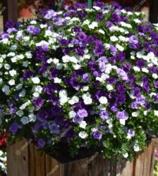 Hibrīdā kalibrahoja