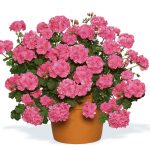 Vairogveida pelargonija