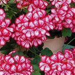 Vairogveida pelargonija