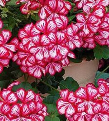 Vairogveida pelargonija