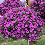 Atkinsa petūnija Vista Jazzberry