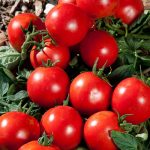 Tomāti PREMIO F1