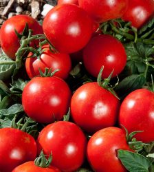 Tomāti PREMIO F1