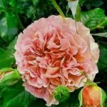 BELLE D’ANJOI