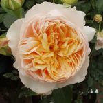 GINGER SYLLABUB