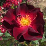 MIDSUMMER NIGHTS DREAM