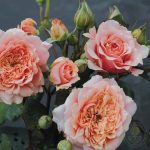 FESTIVAL DES JARDINS DE CHAUMUNT