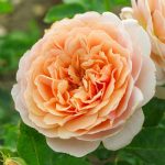 PARFUM D’ORLEANS
