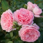 COMTESSE DE SEGUR