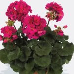 Joslu pelargonija