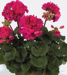 Joslu pelargonija