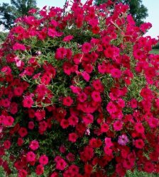 Atkinsa petūnija Vista Paradise