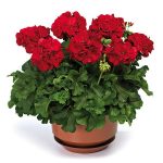 Joslu pelargonija