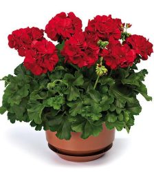 Joslu pelargonija