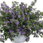 Skrajā  sutera Baristo Giga Lavender