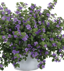 Skrajā  sutera Baristo Giga Lavender