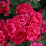 PINK FOREST ROSE