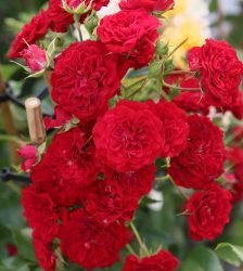 CRIMSON SILUETTA