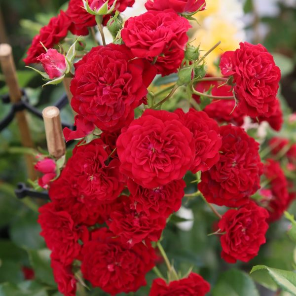 CRIMSON SILUETTA