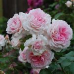 ALEXANDRA PRINCESSE DE LUXEMBOURG