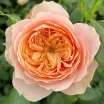 BORN FREE (THE LIONS ROSE)