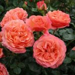 CORAL LIONS ROSE