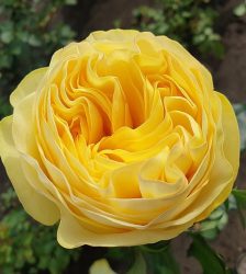VIP NEW YELLOW