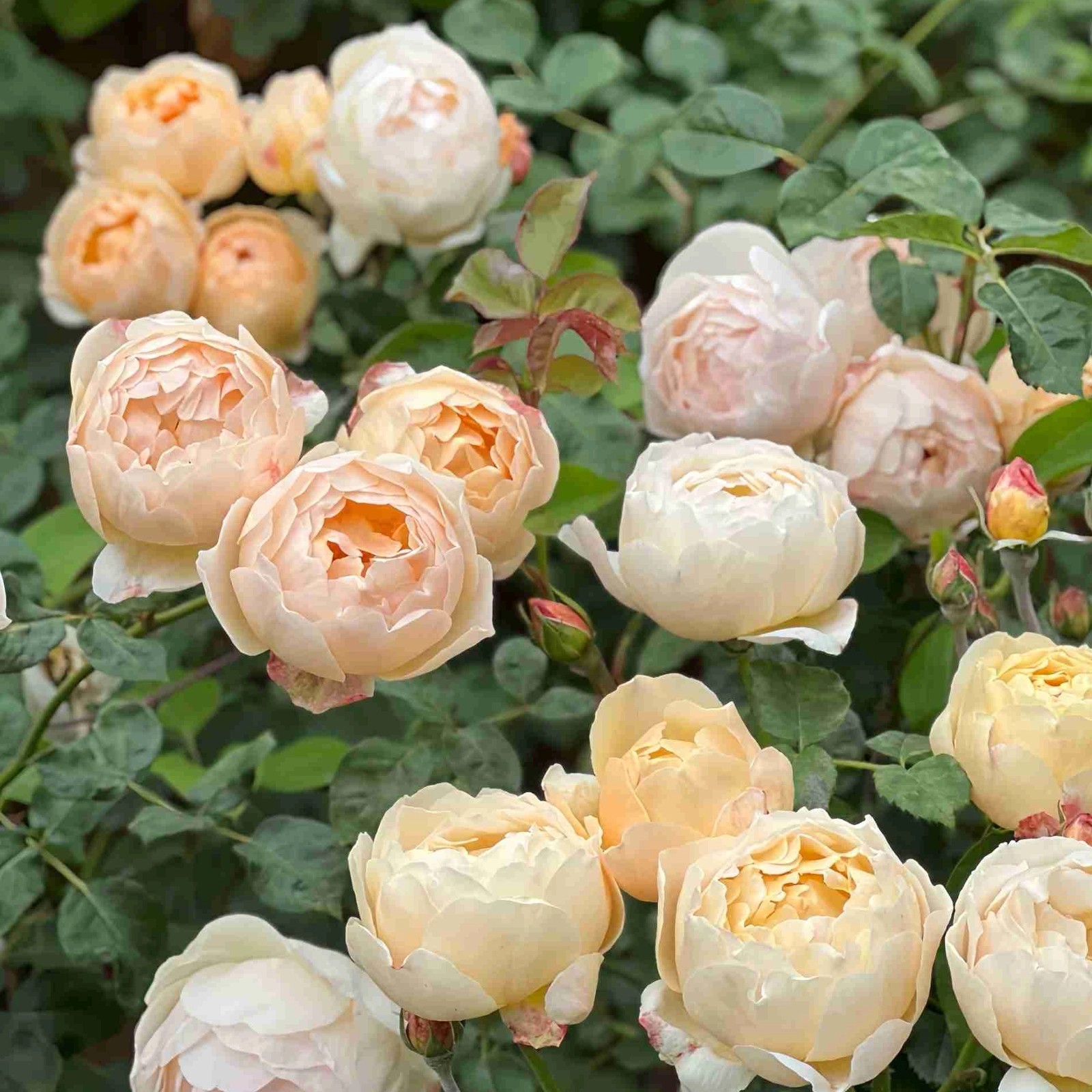 JUDE THE OBSCURE - Image 2