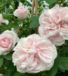 SOUVENIR DE LA MALMAISON