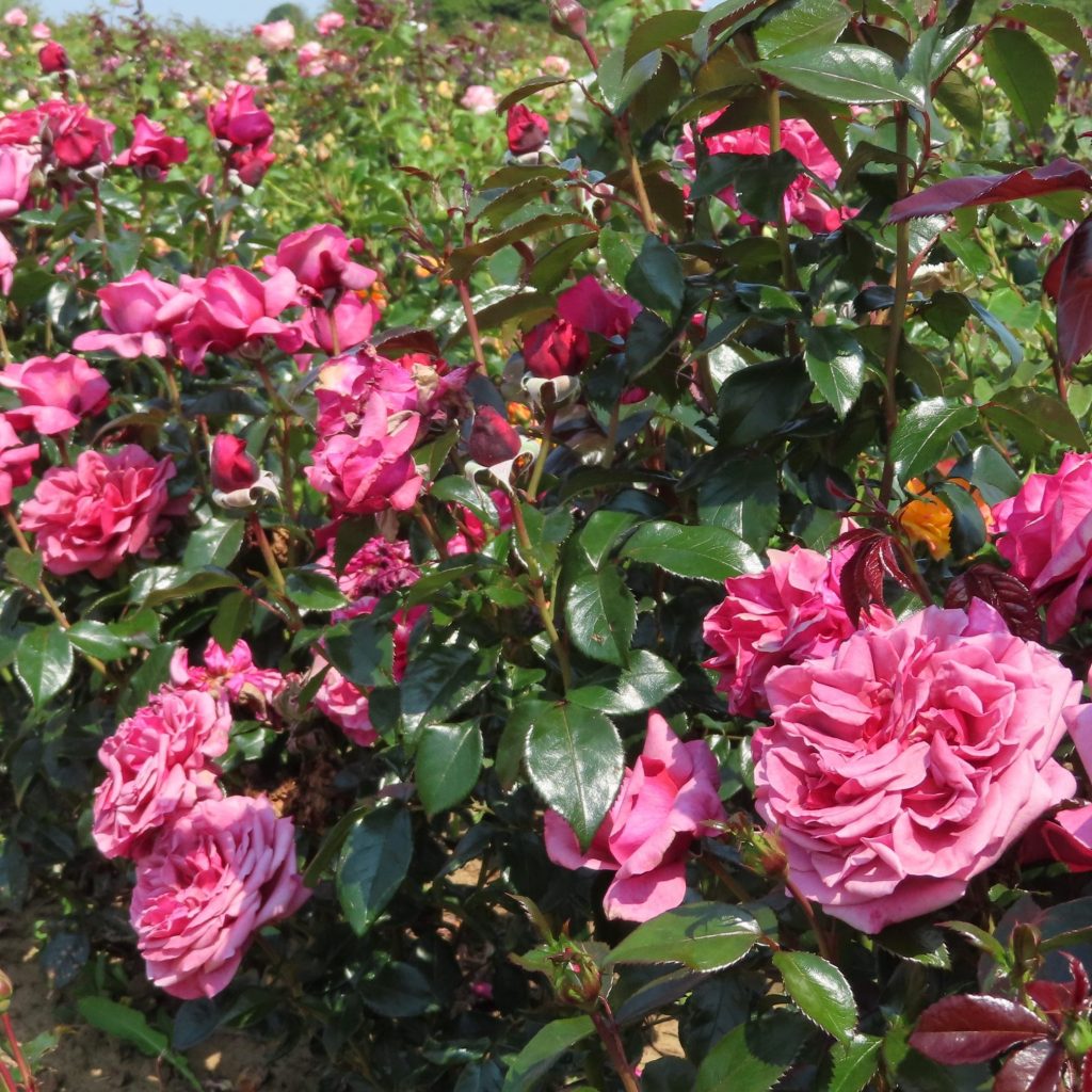 A MILLION DREAMS - Ārītes