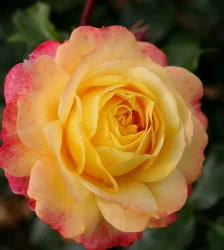 ROSE DE HOFFNUNG
