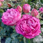 ALEXANDRA DAVID NEEL