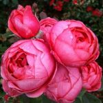 GARTENPRINZESSIN MARIE-JOSÈ